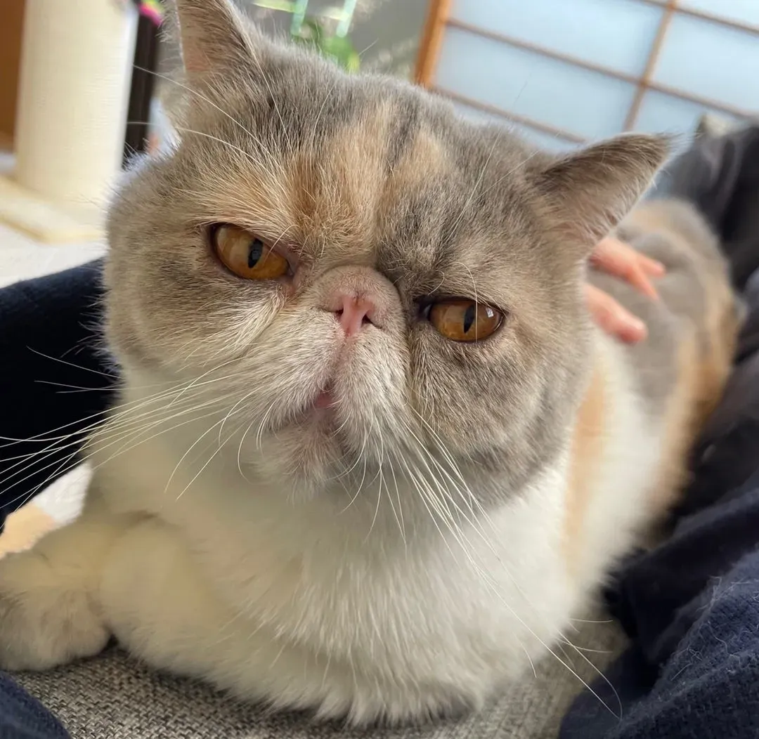 エキゾチック ショート ヘア 猫 ブリーダー選び：あなただけの特別な子猫を見つける完全ガイド